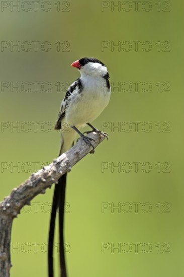 Pintailed Whydah, male, Sabie Sand Game Reserve, South Africa (Vidua macroura)