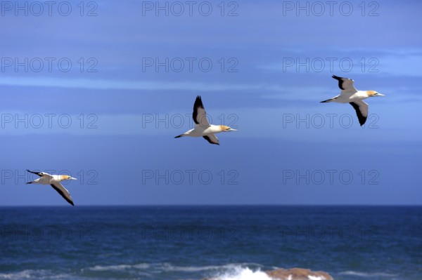 Cape gannet (Morus capensis), Lambert's Bay, South Africa (Sula capensis)