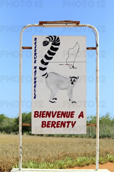 Berenty Shield, Berenty Reserve, Madagascar, Africa