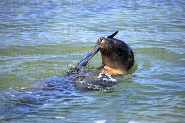 Galapagos sea lion, Galapagos Islands, Ecuador (Zalophus californianus wollebaeki)