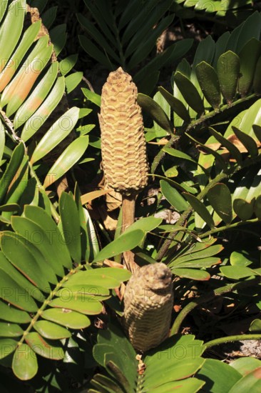 Poplar plant (Zamia furfuracea)