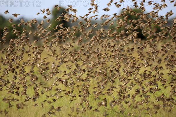 Red-billed quelea (Quelea quelea), Kruger National Park, red-billed quelea