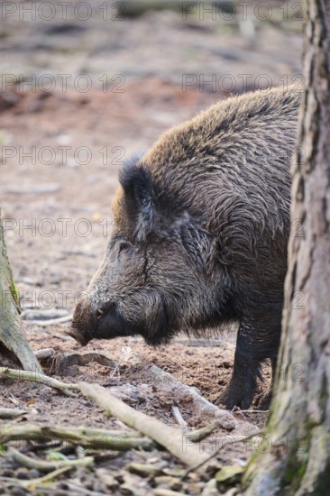 Wild boar (Sus scrofa) in a forest, portrait, Bavaria, Germany Europe