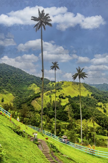 Wax palms largest palms in the world, Cocora valley, Unesco site coffee cultural landscape,