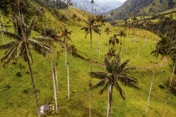 Wax palms largest palms in the world, Cocora valley, Unesco site coffee cultural landscape,