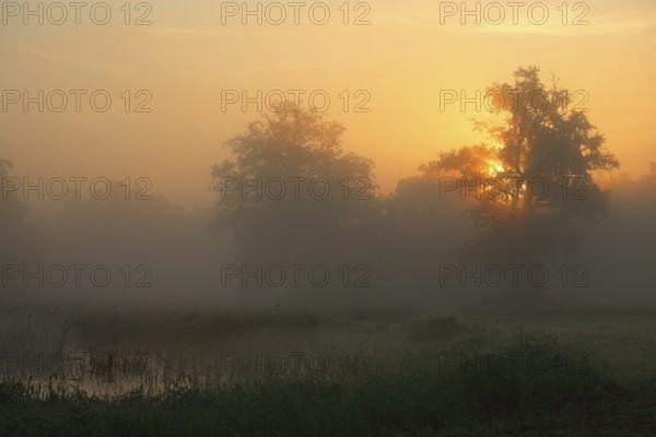 Backlit foggy atmosphere in the morning at an oxbow lake, Middle Elbe Biosphere Reserve,