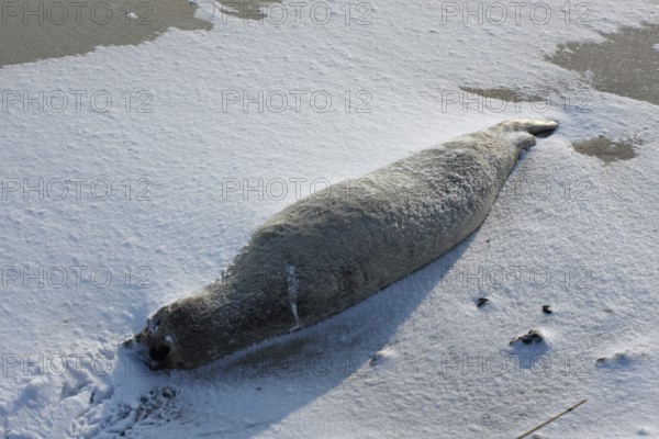 Common harbor seal (Phoca vitulina), found dead on the beach, dead animal blown in the snow, Lower