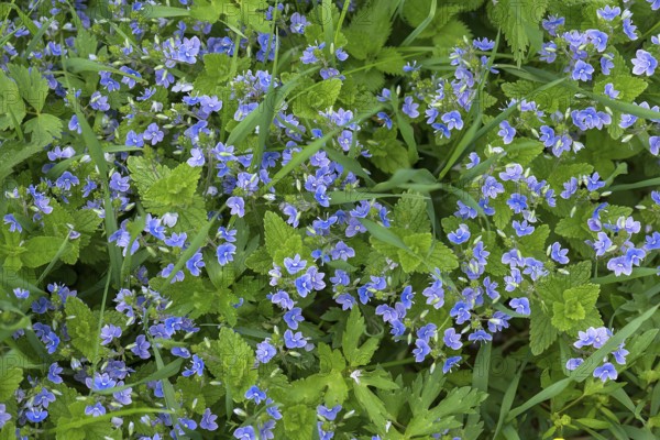 Blossoms of germander speedwell (Veronica chamaedrys), Bavaria, Germany, Europe