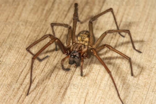 House angle spider (Tegenaria domestica) on the floor, Baden-Württemberg, Germany, Europe