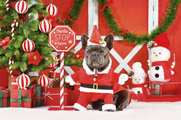 French Bulldog wearing Santa Claus dog costume next to seasonal decorations with Christmas tree