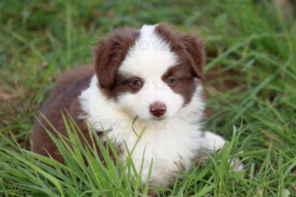 Miniature American Shepherd (Canis lupus familiaris) puppy, puppy lying in tall grass, portrait,