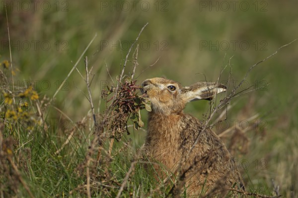 European brown hare (Lepus europaeus) adult feeding on a Sea beet plant, Suffolk, England, United