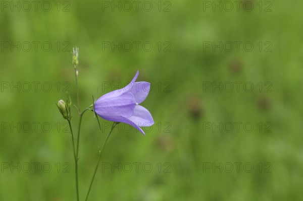 Spreading bellflower (Campanula patula), blue flower, on a nutrient-poor meadow, Wilnsdorf, North