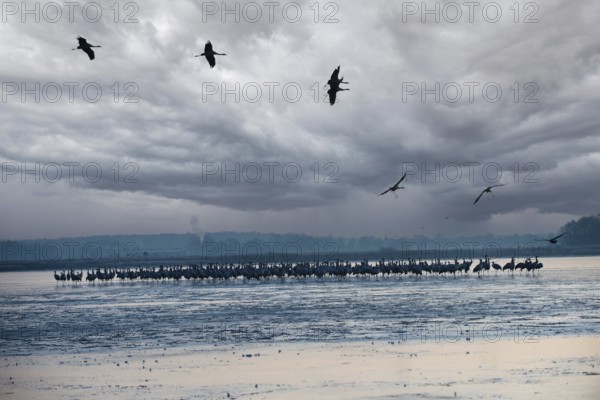 Crane (Grus grus) Resting and roosting on frozen lake, autumn crane migration, Brandenburg,