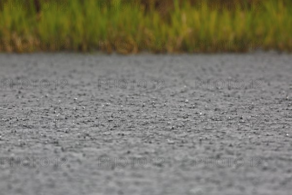 Heavy rain on the Trebel River, severe weather, Peene Valley River Landscape nature park Park,