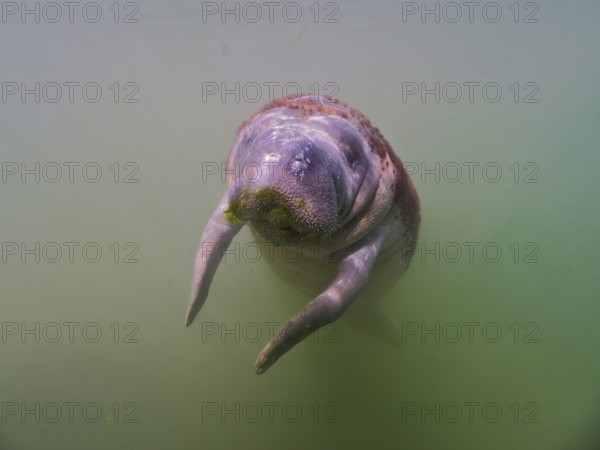 Juvenile round-tailed manatee (Trichechus manatus) in turbid water, dive site Crystal River,