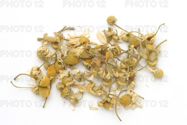 Dried blossoms of the true camomile (Matricaria recutita) medicinal plant, true camomile, can