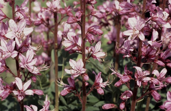 Diptam, also known as Ashwort or dittany (Dictamnus albus), regarded as a medicinal plant in
