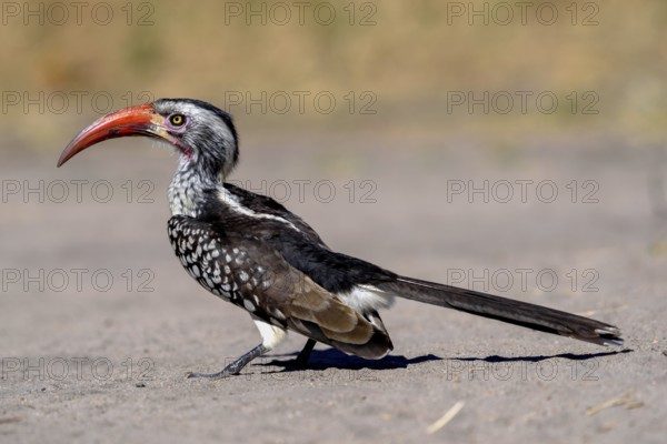 Red-billed hornbill (Tockus erythrorhynchus), Savuti, Chobe National Park, Bostwana