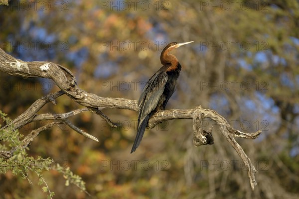 African darter (Anhinga rufa) sitting on a branch on the Kavango River, near Rundu, Kavango East