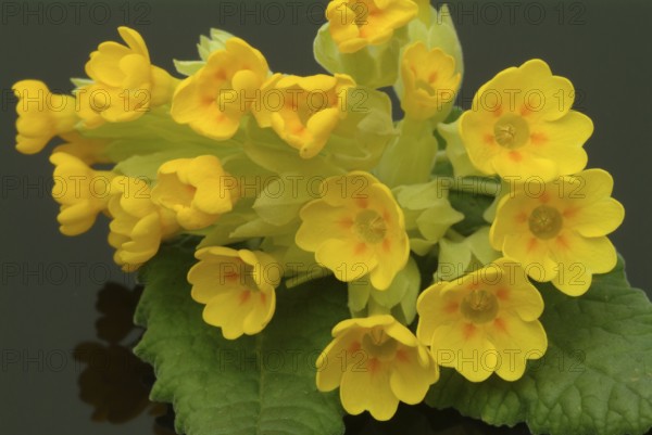 Common cowslip (Primula officinalis), cowslip, apothecary primrose, medicinal plant, flowers