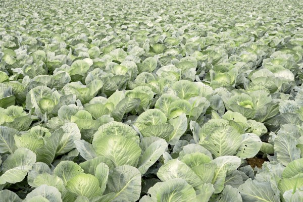 Field with white cabbage, vegetable cultivation, North Rhine-Westphalia, Germany, Europe