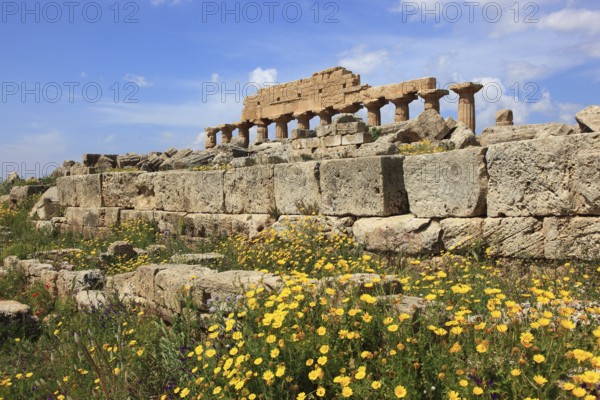 Selinunte, remains of the temples of the acropolis in the archaeological site of Selinunte, Trapani