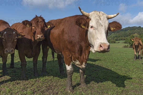 Buntscheck cows on pasture, Franconia, Bavaria, Germany, Europe