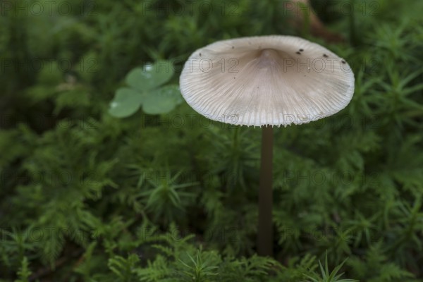 Bonnet (Mycena) in moss, mixed forest, Fanken, Bavaria, Germany, Europe
