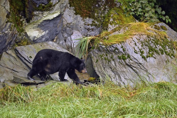 American Black Bear (Ursus americanus) climbing over rocks along the forest edge, rainforest,