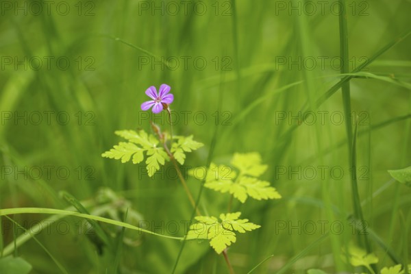 Close-up, Ruprechtskraut (Geranium robertianum), Neustadt am Rübenberge, Germany, Europe