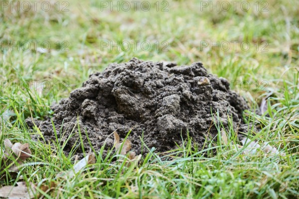Molehill on a meadow, Upper Palatinate, Bavaria, Germany, Europe