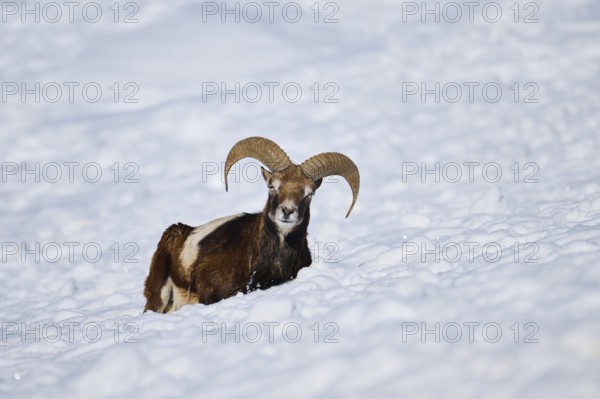 European mouflon (Ovis aries musimon) ram on a snowy meadow in the mountains in tirol, Kitzbühel,