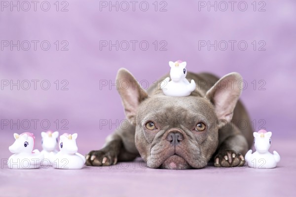 French Bulldog dog with cute unicorn rubber duck toys on head in front of purple background