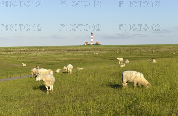 Sheep at the lighthouse Westerheversand, Germany, Europe