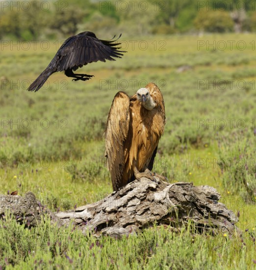 Griffon Vulture (Gyps fulvus) and Common Raven (Corvus corax) on the luder, Common Raven teases a