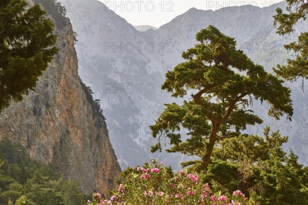 Rock face, canyon walls, single large tree, backlight, Samaria Gorge, Samaria, gorge, national