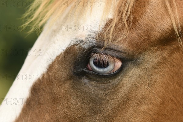 Close up of light blue eye of Pinto horse with genetic mutation affecting pigment development in