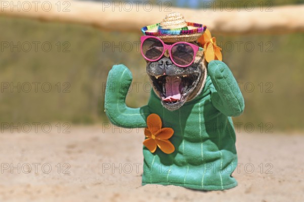 French Bulldog dog dressed up with funny cactus costume with fake arms and flowers wearing summer