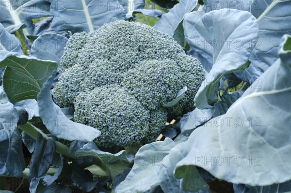Growing vegetables, broccoli in a vegetable garden