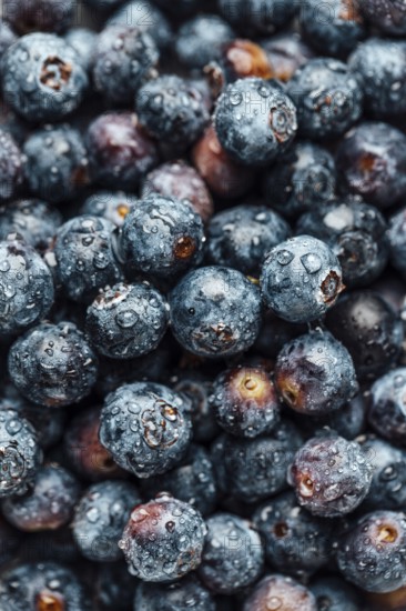 Food photography, european blueberry (Vaccinium myrtillus), blueberries with water drops, close up