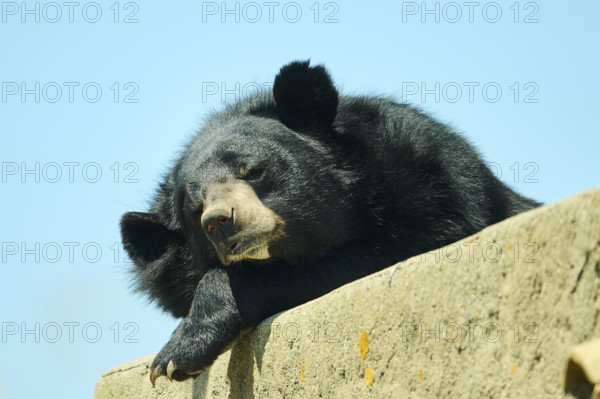 American black bear (Ursus americanus), captive, distribution North America