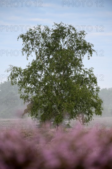 Birch in heather, Westruper Heide, Haltern, North Rhine-Westphalia, Germany, Europe