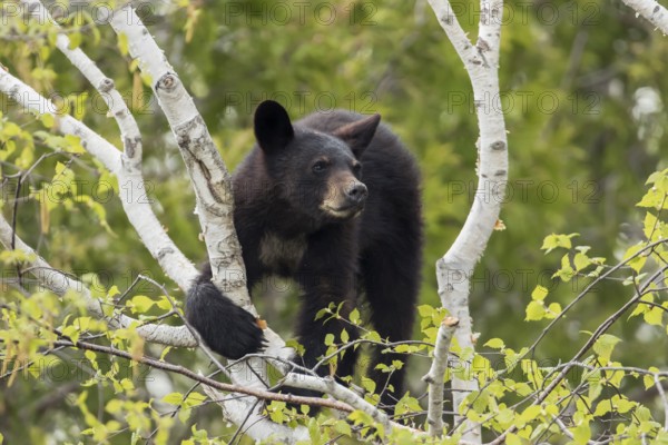 A young black bear is sitting in a tree and eats fresh birch spring leaves. Forillon national park.