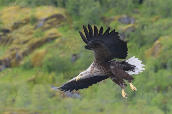 White-tailed eagle (Haliaeetus albicilla) in flight, Trollfjord, Lofoten, Norway, Europe