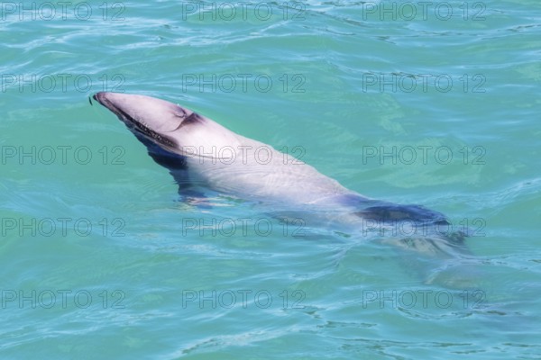 Hector-Delphin (Cephalorhychus hectori), Bootsfahrt, Akaroa, Banks-Halbinsel, Canterbury,