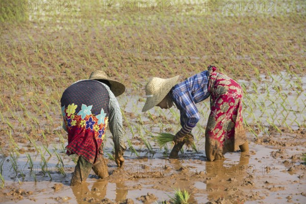 Two Burmese women with a bamboo hats, planting rice plants in wet rice field in the Taunggyi