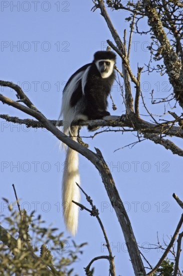 Eastern black and white (colobus) monkey, mantled guereza (Colobus guereza) in tree, Mount Kenya,