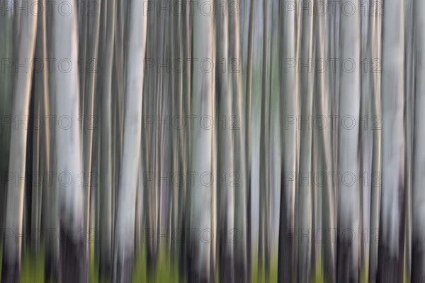 Abstract image of aspen tree trunks in forest