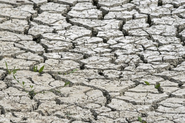 New shoots of plants in dry cracked clay mud in dried up lake bed caused by prolonged drought in